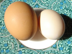 烏骨鶏の卵と鶏卵